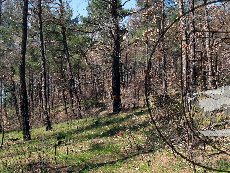 Сосна пицундская 004